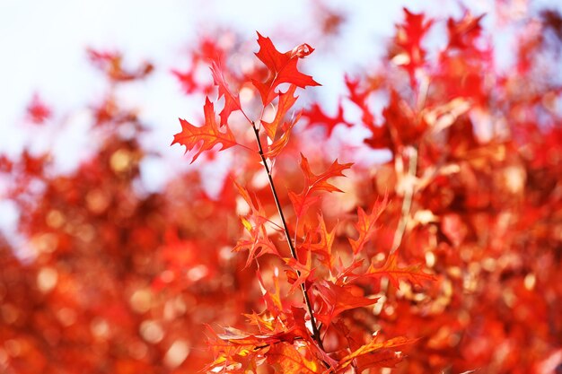 Belle feuille d&#39;automne