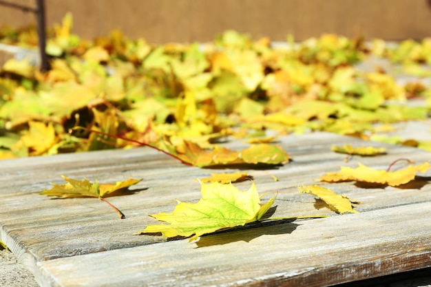 Belle feuille d&#39;automne