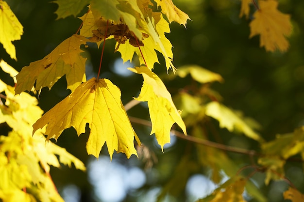 Belle feuille d&#39;automne