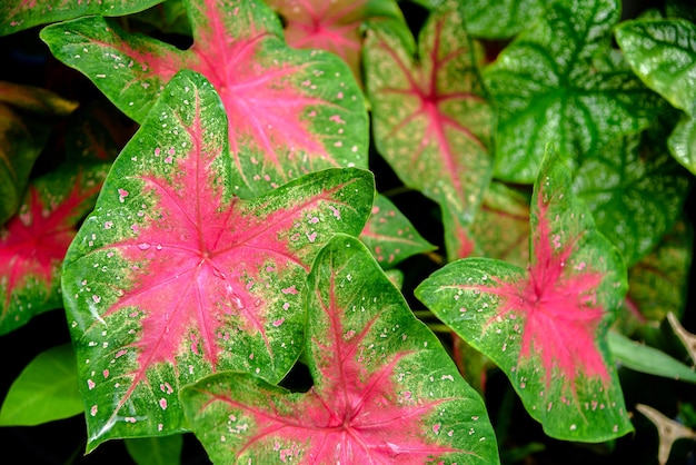 Photo belle feuille colorée de caladium bicolor dans le jardin.