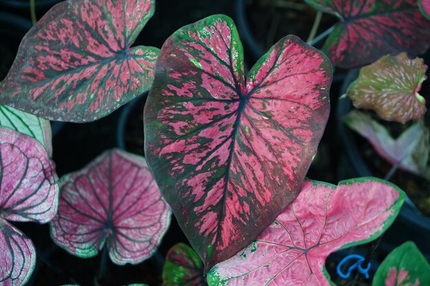 Belle feuille colorée de Caladium bicolor dans le jardin