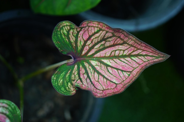 Belle feuille colorée de Caladium bicolor dans le jardin