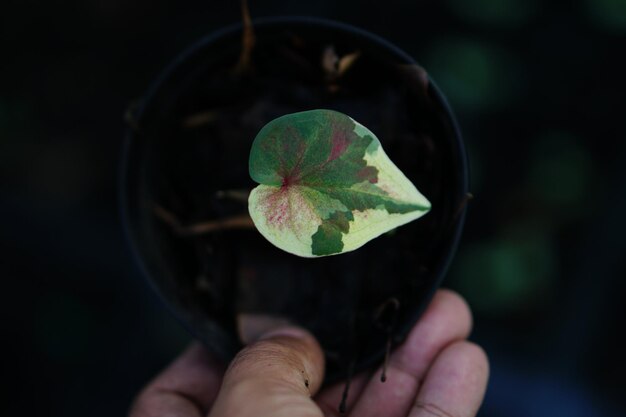 Belle feuille colorée de Caladium bicolor dans le jardin