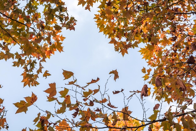 Belle feuille d'érable rouge sur une branche