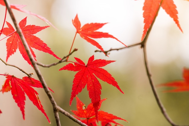 Belle feuille d'érable rouge avec la lumière du soleil sur l'arbre.