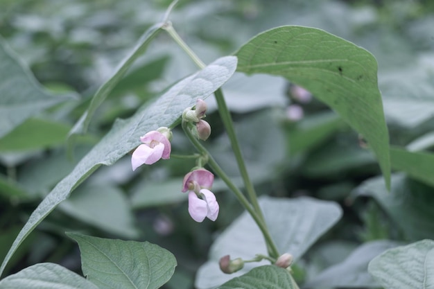 Belle feuille de haricots à fleurs fraîches Vue rapprochée d'un buisson d'haricots verts Arrière-plan naturel grand b