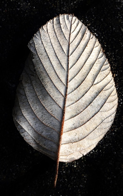 Belle feuille d'hiver