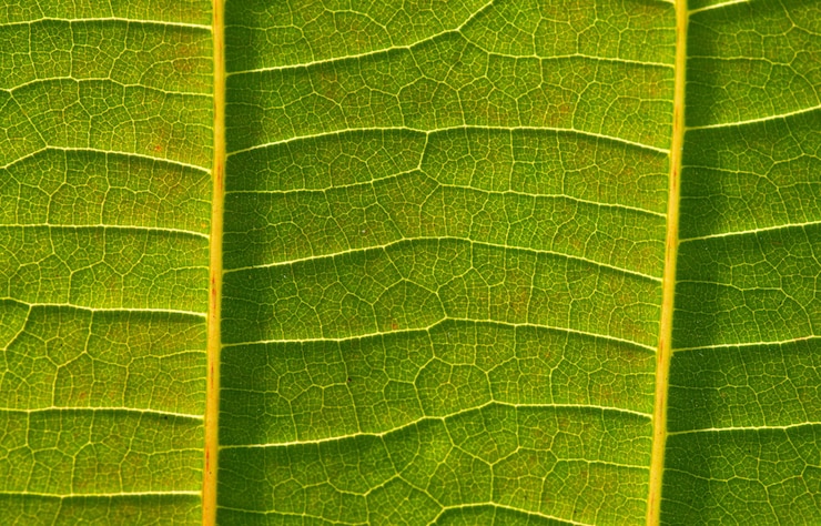 Photo une belle feuille de jabon (anthocephalus macrophyllus) nervures des feuilles