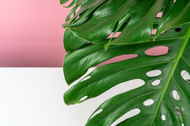 Belle feuille de monstera