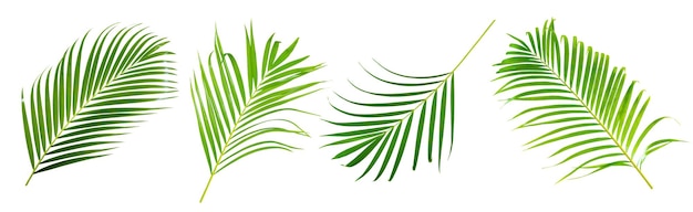 Belle feuille de palmier vert isolé sur fond blanc avec des éléments de conception feuille tropicale