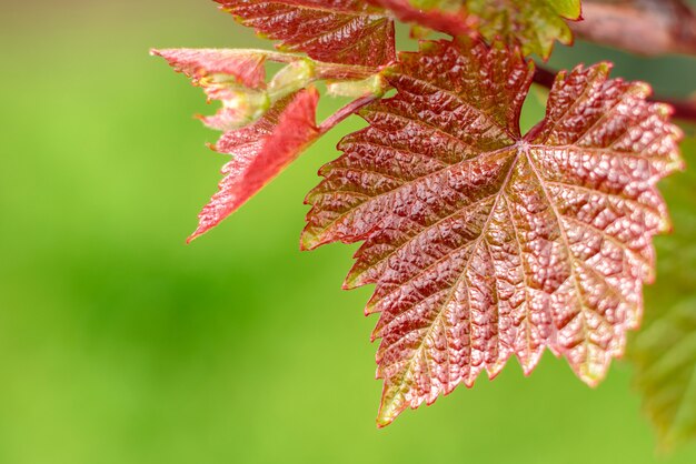 Belle feuille de raisin dans le jardin de printemps contre les plantes vertes.