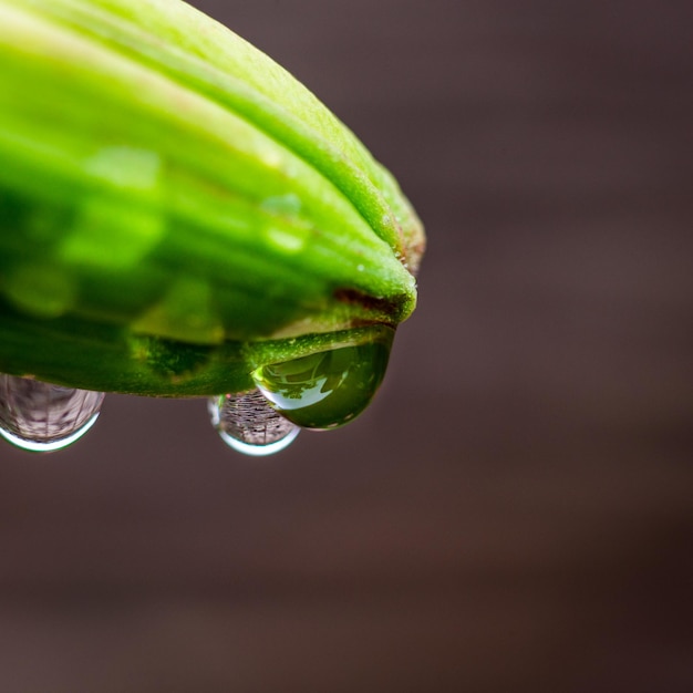 Belle feuille verte avec des gouttes d'eau pour le fond comme concept de nature printanière