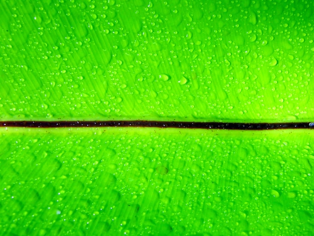 Belle feuille verte avec des gouttes d&#39;eau