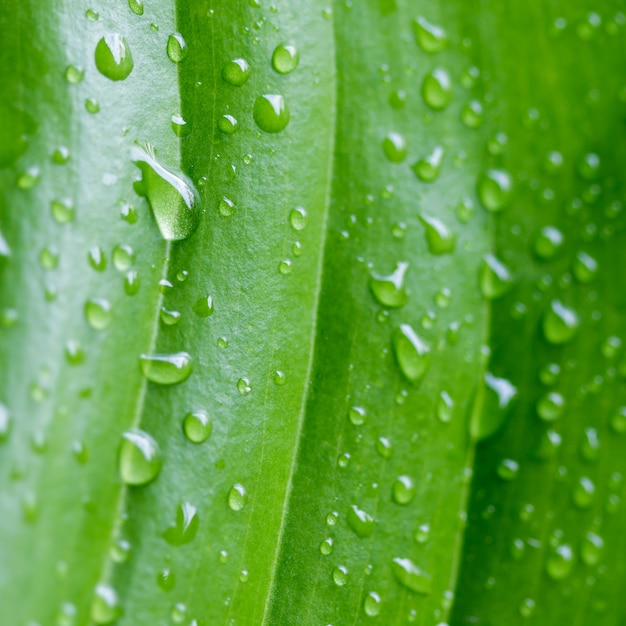 Belle feuille verte avec des gouttes d&#39;eau