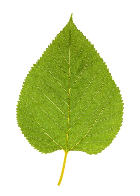 Photo belle feuille verte isolée sur blanc