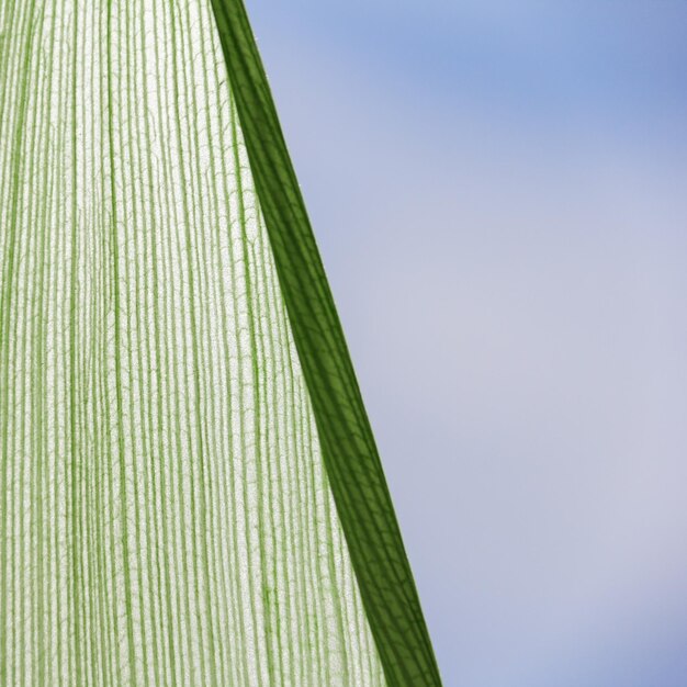 Photo belle feuille verte de maïs