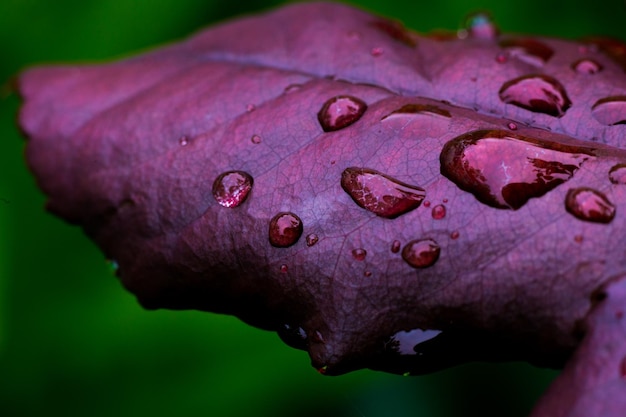 Belle feuille violette avec des gouttes de feuille d'eau avec des gouttes d'eau pour le fond Gouttes de pluie sur une petite plante après un orage