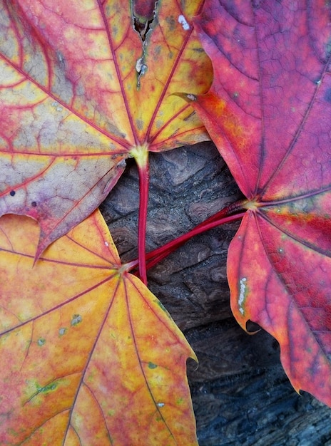 belle feuilles d'érable fond d'automne