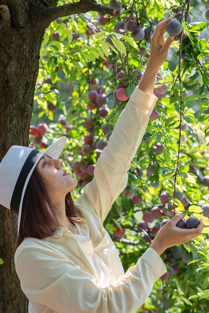 Belle fille dans un chapeau cueillant une récolte de fruits de l'arbre