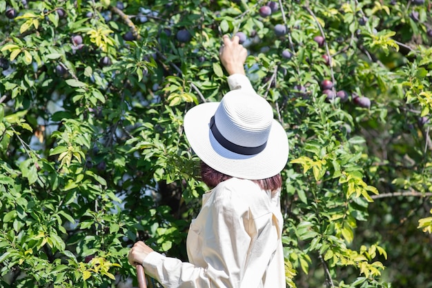 Belle fille dans un chapeau cueillant une récolte de fruits de l'arbre