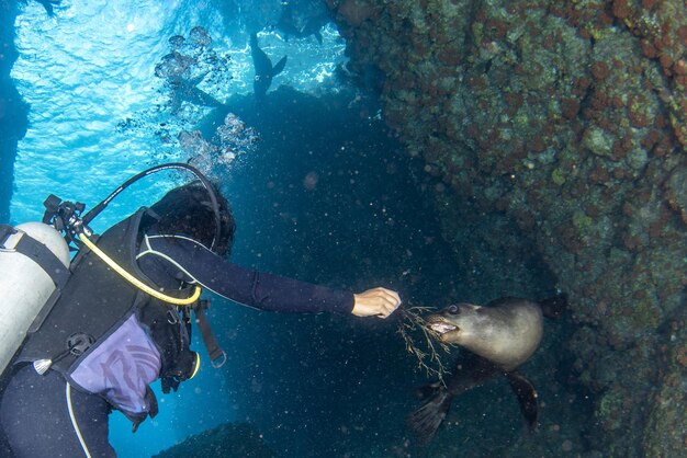 Belle fille latina mexicaine plongeant avec des lions de mer