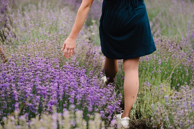 Belle fille en robe dans le champ de lavande pourpre Belle femme marche sur le champ de lavande Les mains de la fille ramassent la lavande