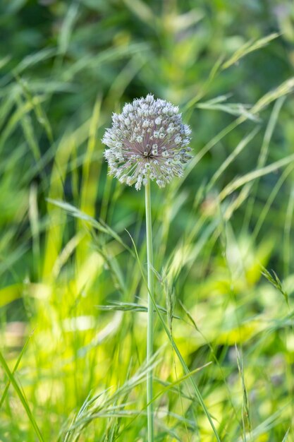 Une belle fleur d'ail dans la nature allium sativum parmi les plantes sèches d'été