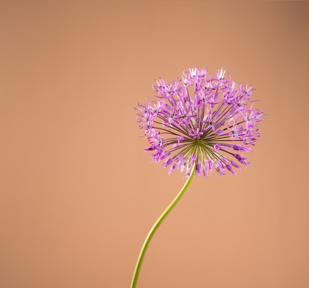 Belle fleur d'allium unique sur fond de couleur sable beige. Plante décorative Allium ou oignon géant sur une bannière à thème floral.