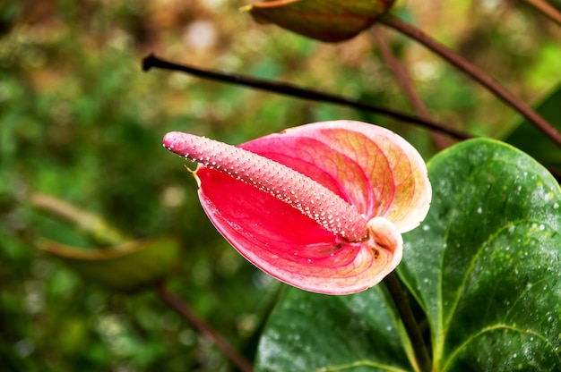 Belle fleur d'anthurium de couleur rose