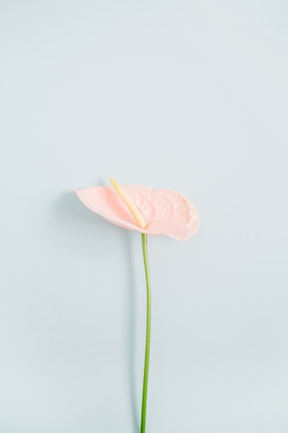 Belle fleur d'anthurium rose isolée sur bleu pastel pâle