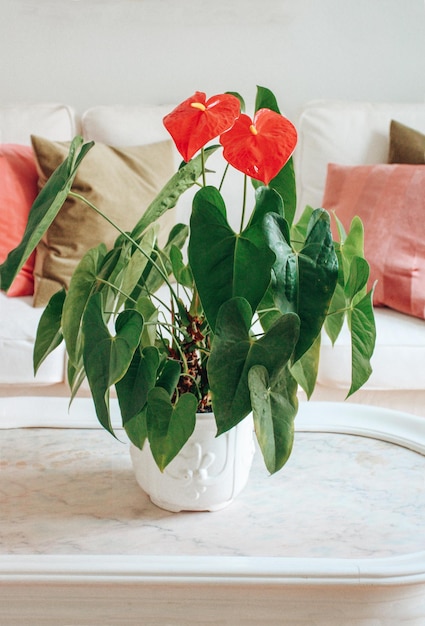 Belle fleur d'anthurium rouge dans un pot