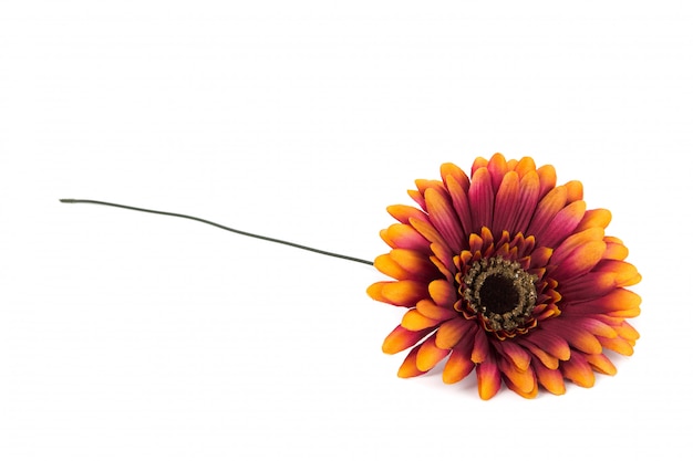 Une Fleur Lumineuse Avec Un Joli Centre Generative Ai