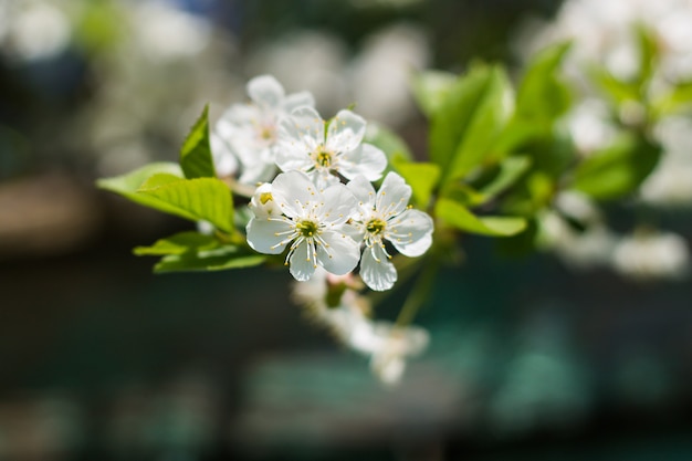 Belle fleur au printemps, macro de fleurs délicates