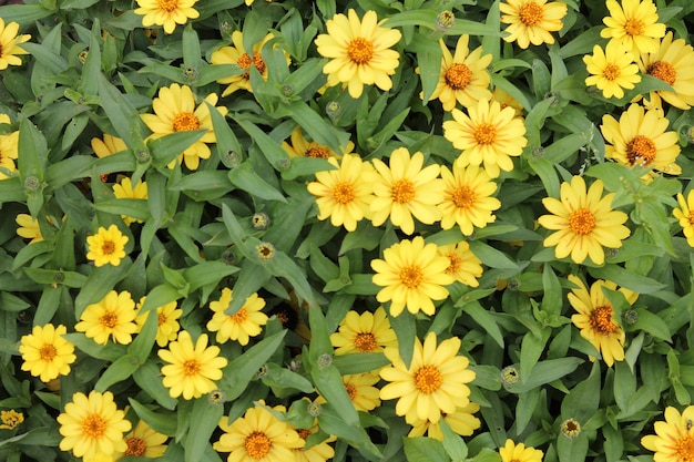 Belle fleur d'automne jaune fleur jaune jaune fleurs jaunes ensoleillées fond