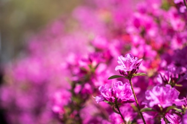 Belle fleur d'azalée royale au printemps