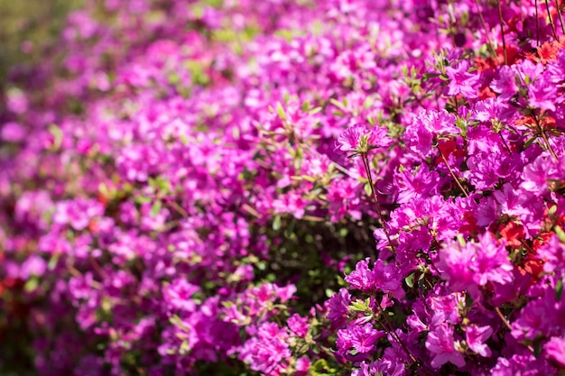 Belle fleur d'azalée royale au printemps