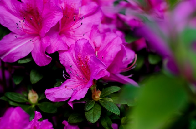 Belle fleur d'azalée vibrante qui fleurit dans le jardin botanique, à Kiev. Fleurs lumineuses Gros plan.