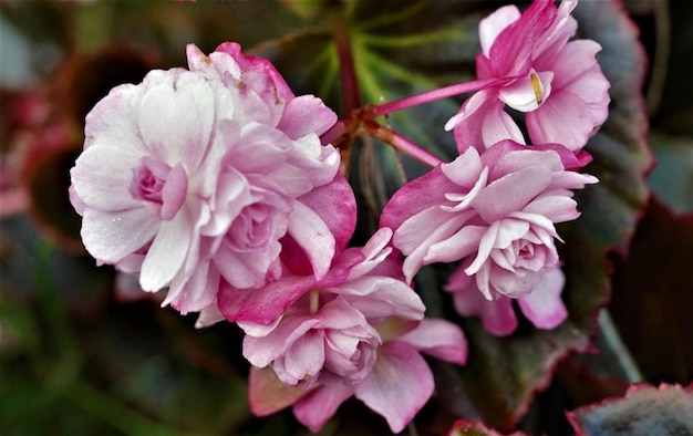 une belle fleur de bégonia à l'extérieur Photo Pro