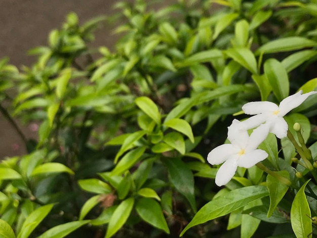 belle fleur blanche avec feuille vert nature fond naturel frais