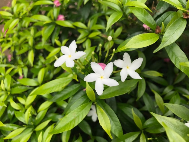 belle fleur blanche avec feuille vert nature fond naturel frais