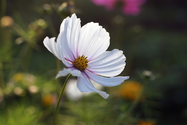 Belle fleur blanche fleurie dans le jardin.