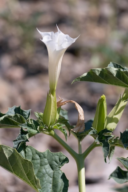 Photo une belle fleur blanche en forme de trompette de plante hallucinogène devil's trumpet ou jimsonweed datura stramonium spiky capsule de graines en arrière-plan