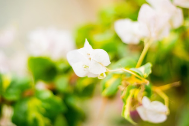 Belle fleur blanche à Gardan.