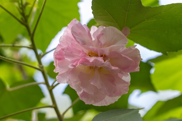 Belle fleur blanche d'Hibiscus mutabilis également connue sous le nom de rose confédérée, de rosemallow Dixie ou de rosemallow de coton.