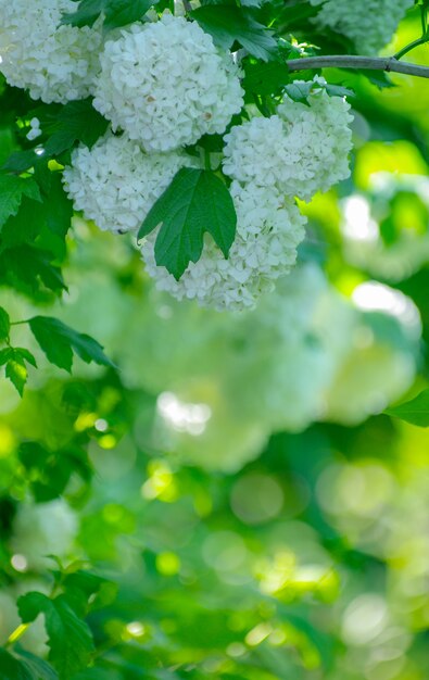 Belle fleur blanche d'hortensia