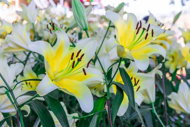 Photo belle fleur blanche de lilium brownii dans le jardinlilium brownee est une espèce de lis originaire de la chine continentale