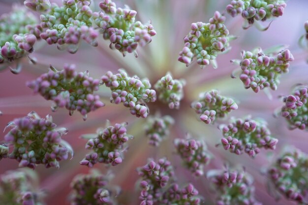 belle fleur blanche plante dans le jardin dans la nature