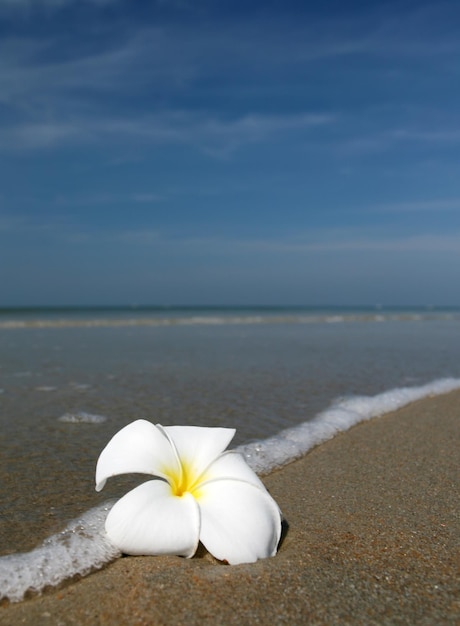 Belle fleur blanche se trouvant sur le sable à la plage