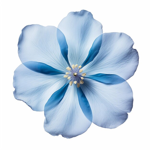 Belle fleur bleu doux