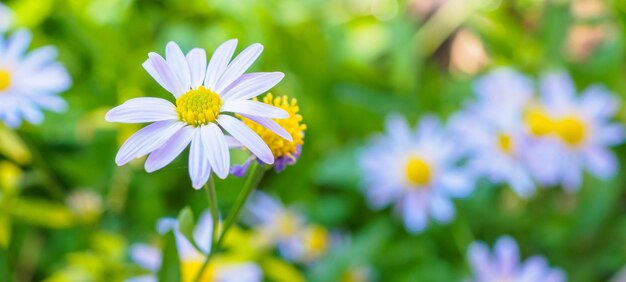 Belle fleur bleue se bouchent dans le jardin